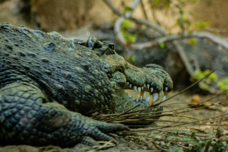 an alligator laying on the ground with its mouth open