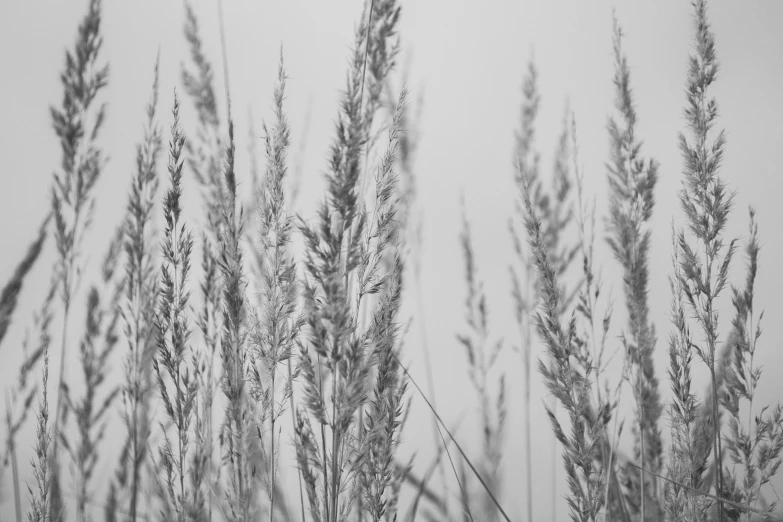 the tall plants are covered in snow