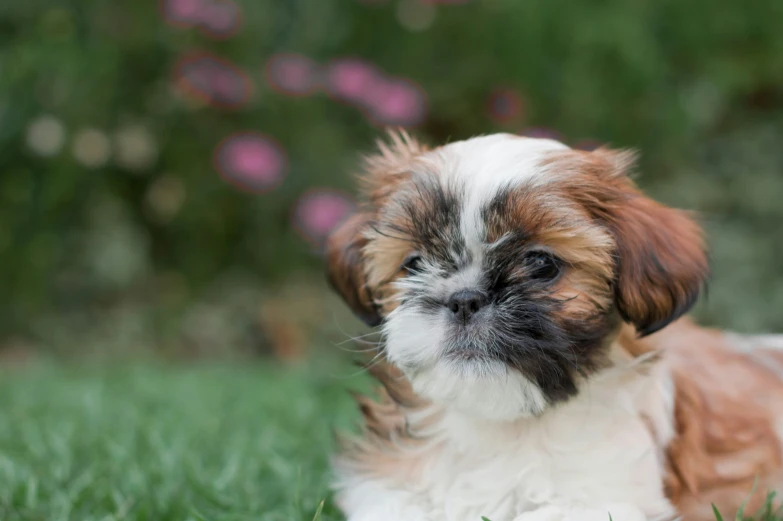 a brown and white puppy laying on top of green grass