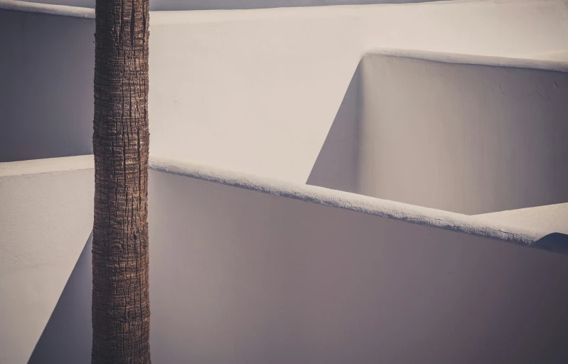 a lone tree growing between two grey walls