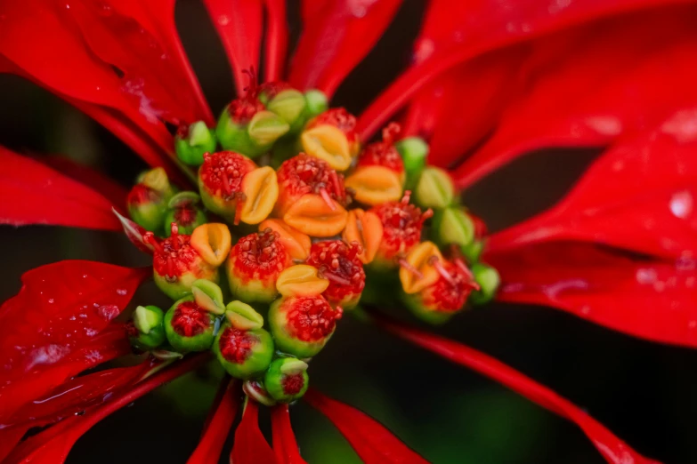 this is a closeup view of an orange and red flower