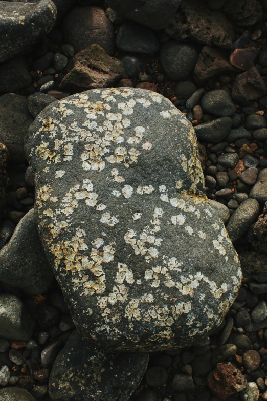 two rocks with white flowers are sitting on some rocks