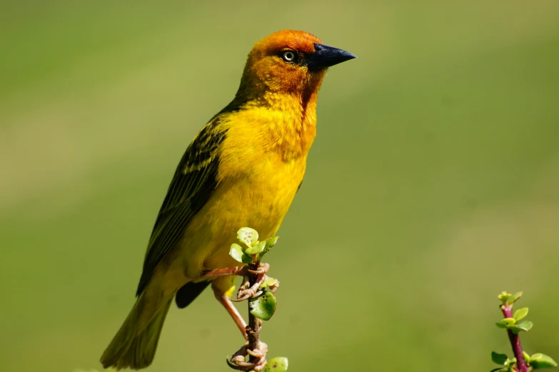 a small yellow bird sitting on a nch