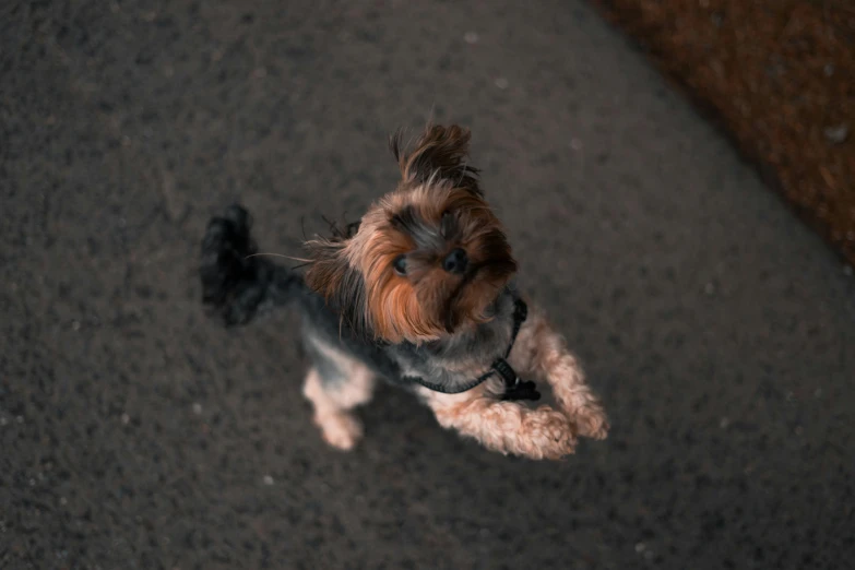 small dog with orange hair standing on asphalt