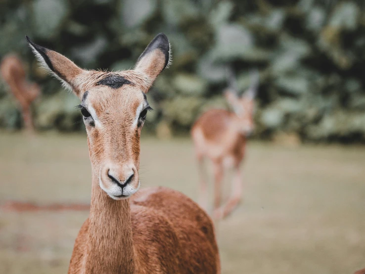 two deer are seen from the side looking at camera