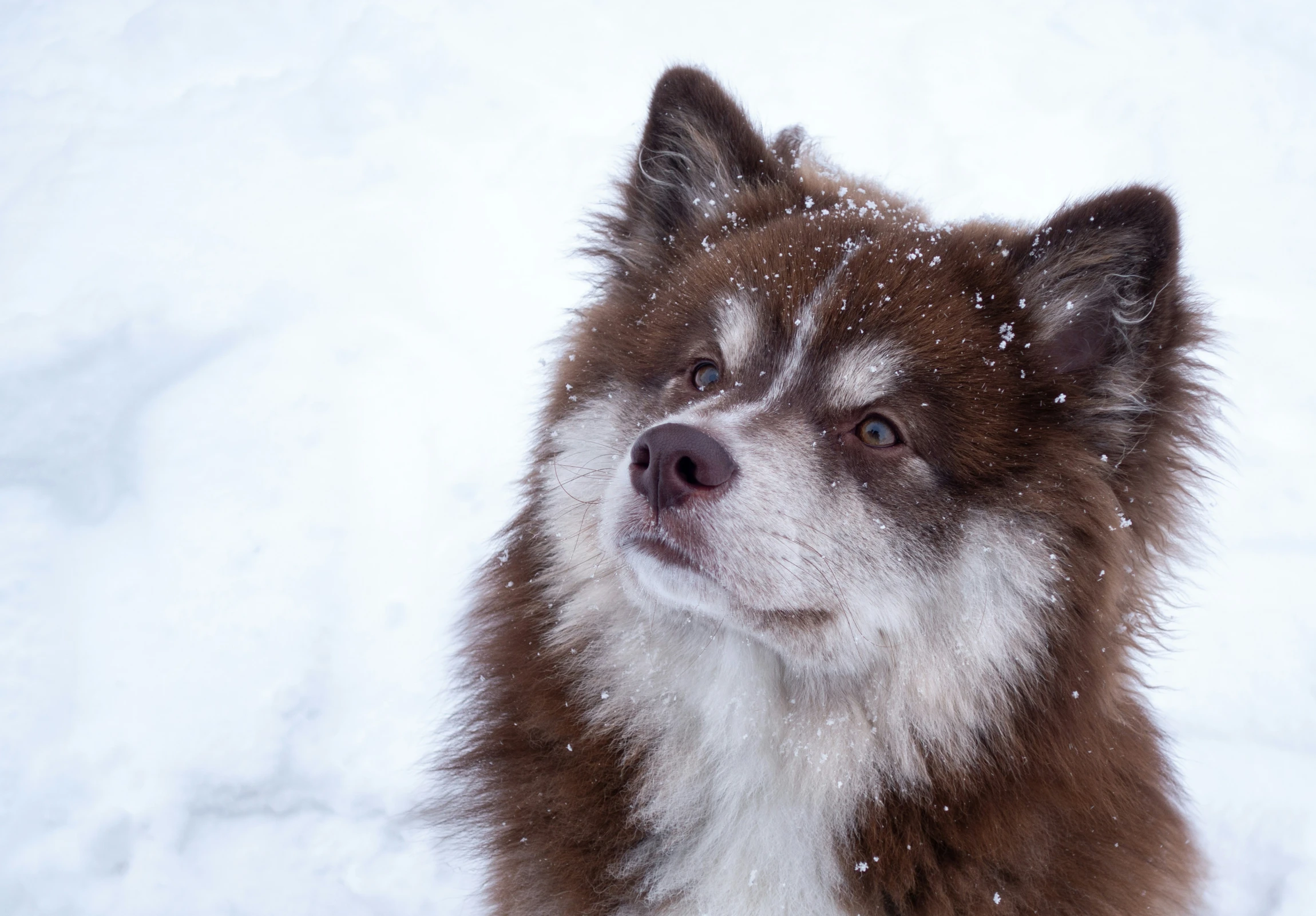 a dog sitting in the snow covered in snow