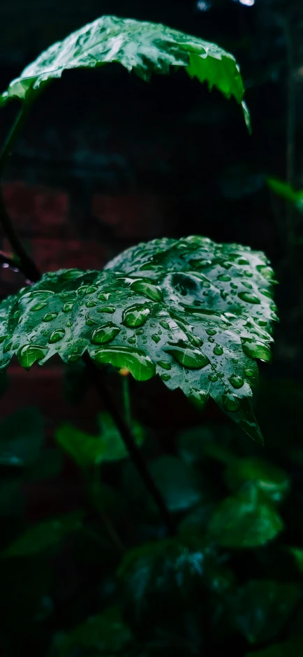 wet green leaf in water and light coming through