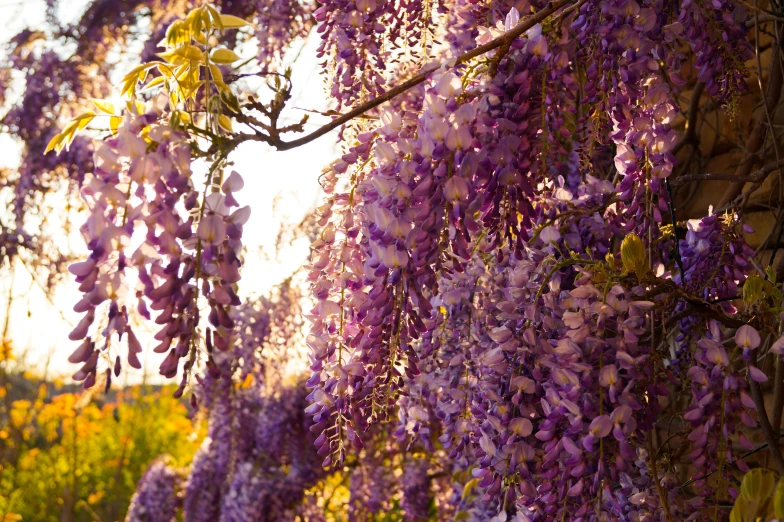 a large cluster of purple flowers hanging from a tree