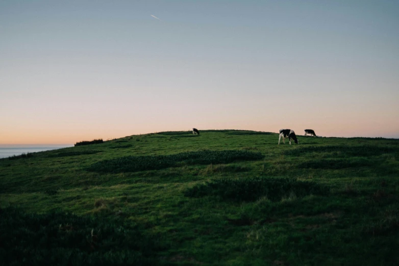 two cows standing on a grass covered hill next to the ocean