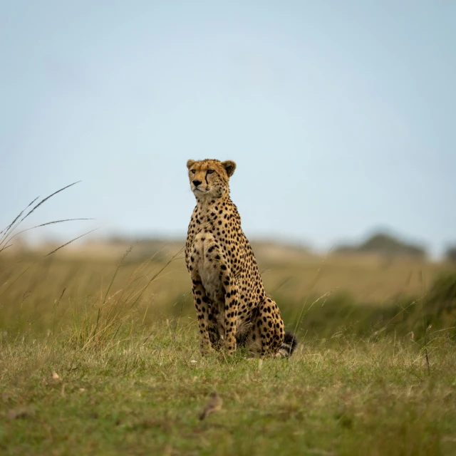 the small cheetah is sitting in a grassy field