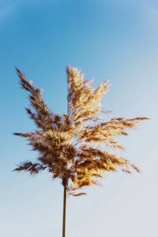 a tree that is blowing on the wind