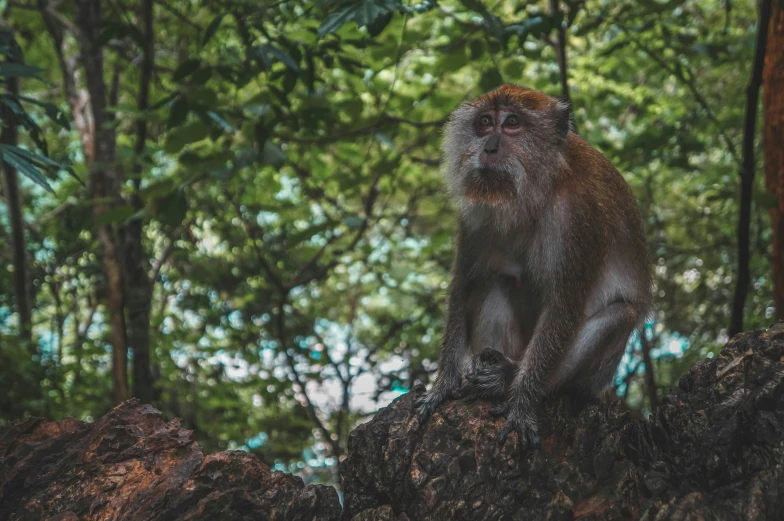 a monkey sitting on a tree nch and looking at the camera