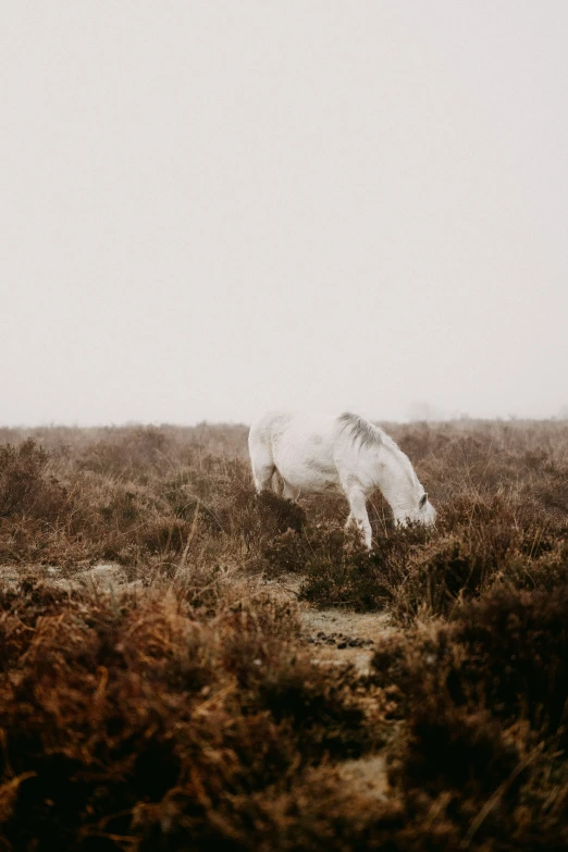 a white horse grazing on some dry grass