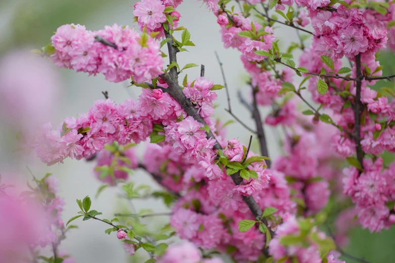 some pink flowers that are on a nch