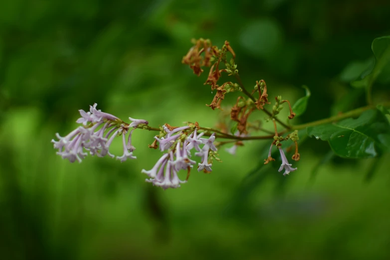 a plant is blooming in front of green foliage