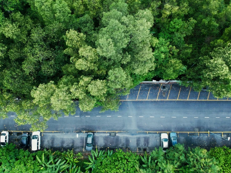 an overhead view shows the road through the trees