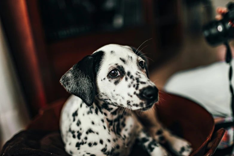 a small dog in a wooden bowl on the floor