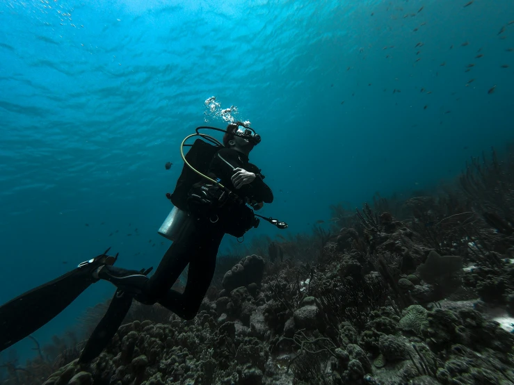 diver with a diving helmet looking for fish