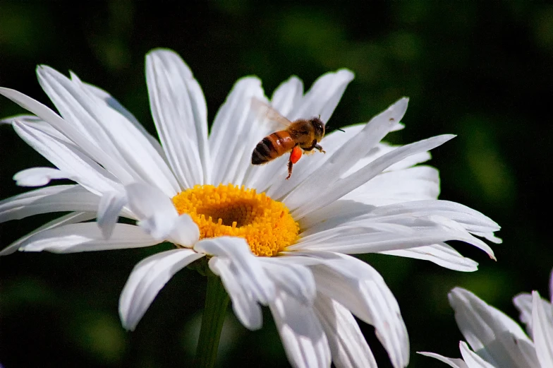 the bees are on the daisies on the sunny day