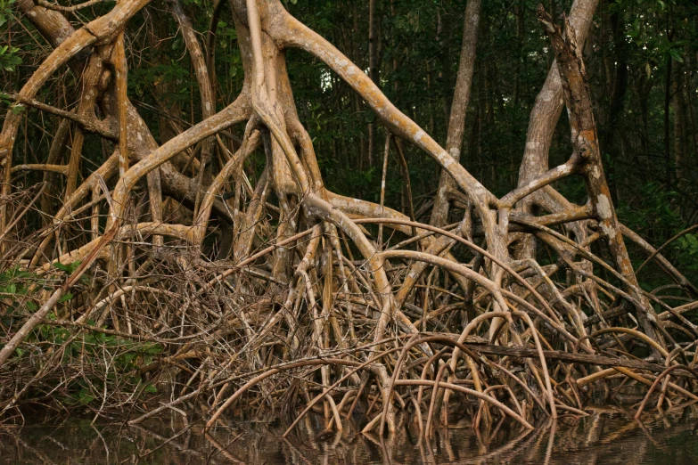 several bunches of trees sitting in the middle of the water