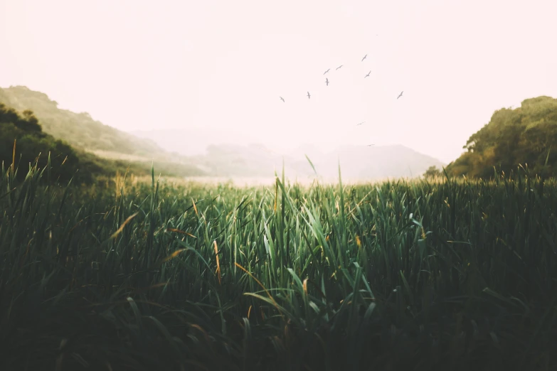 a grassy field with some birds flying overhead