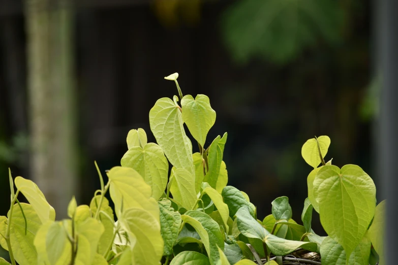 a close up of leaves that are on plants