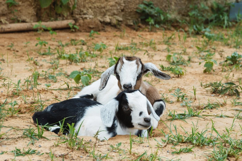 two goats are sitting and one lying in the dirt