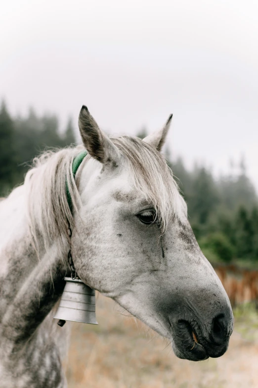 a gray horse in a grassy field with trees