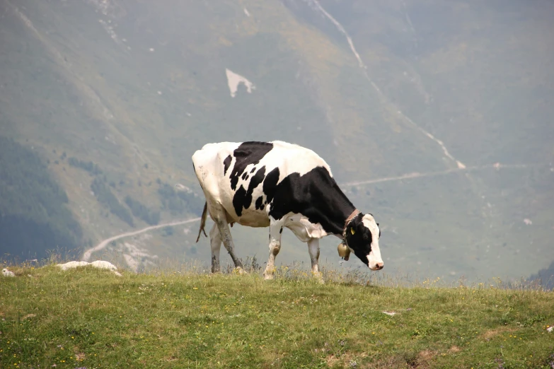 a cow is standing in a grassy field