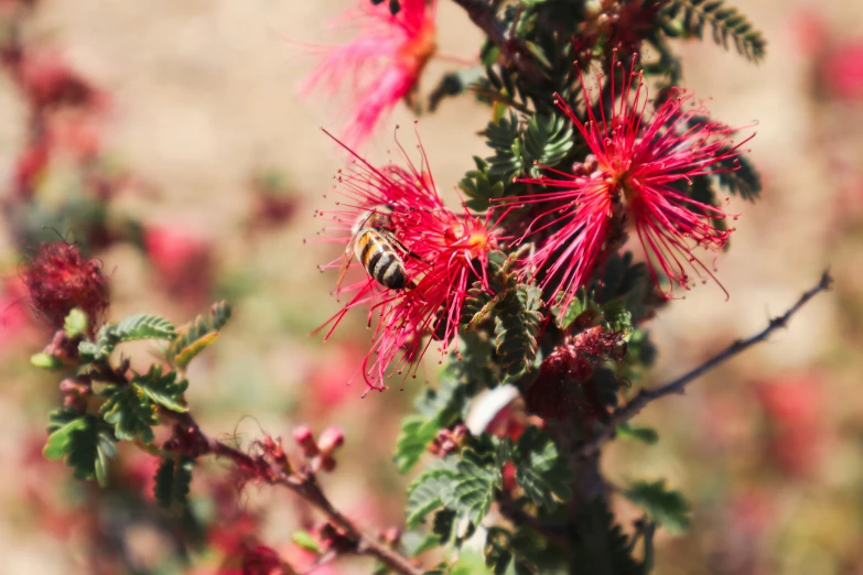 some very pretty pink flowers in a bush