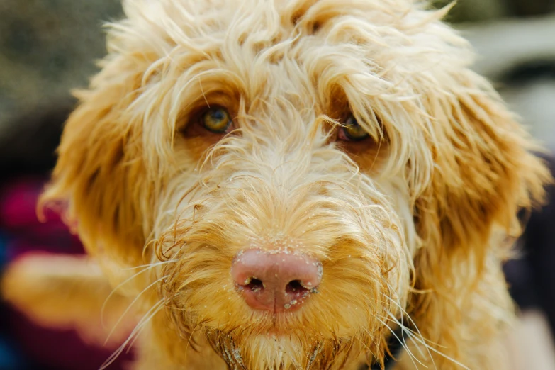 a wet dog is smiling at the camera