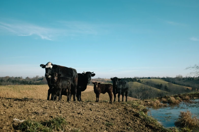 three cows stand together in a grassy field