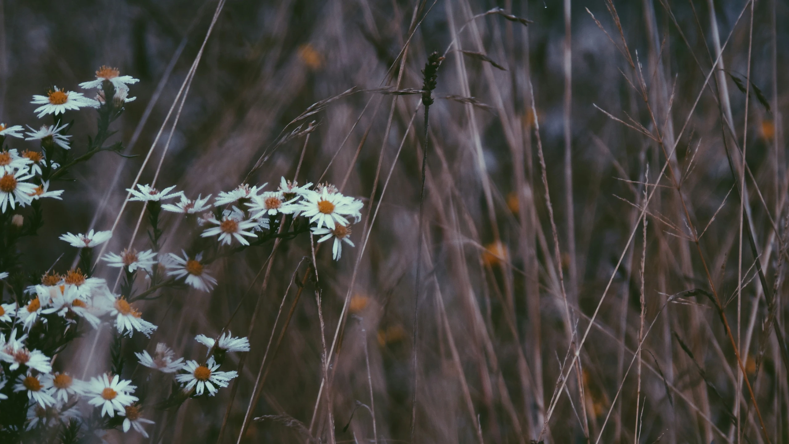 white daisies and grasses in the wild