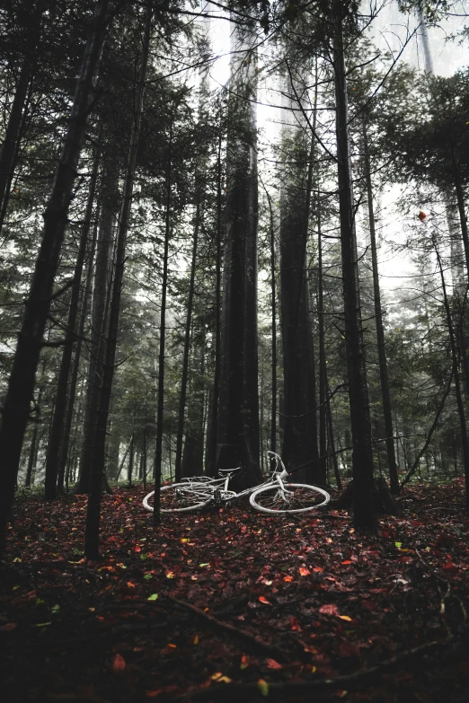 a bicycle on the ground in a forest