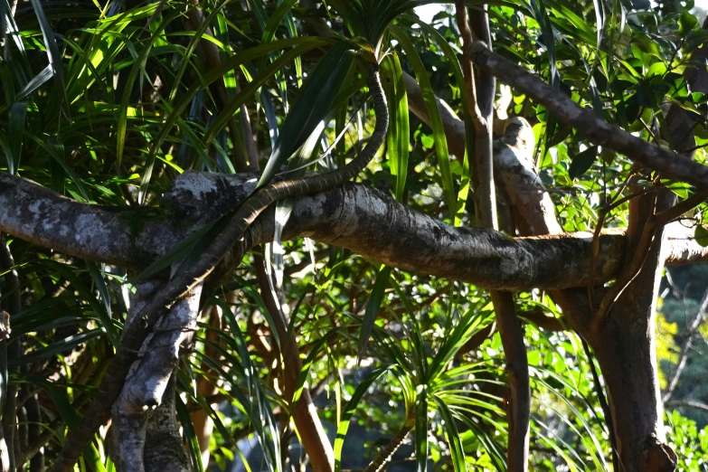 a close up view of tree nches and leaves