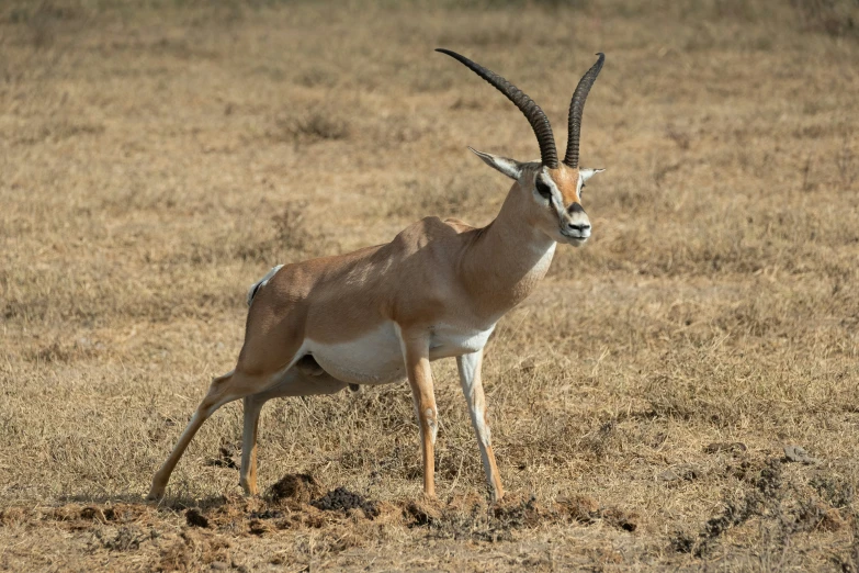 a gazelle with long horns stands on some dry grass
