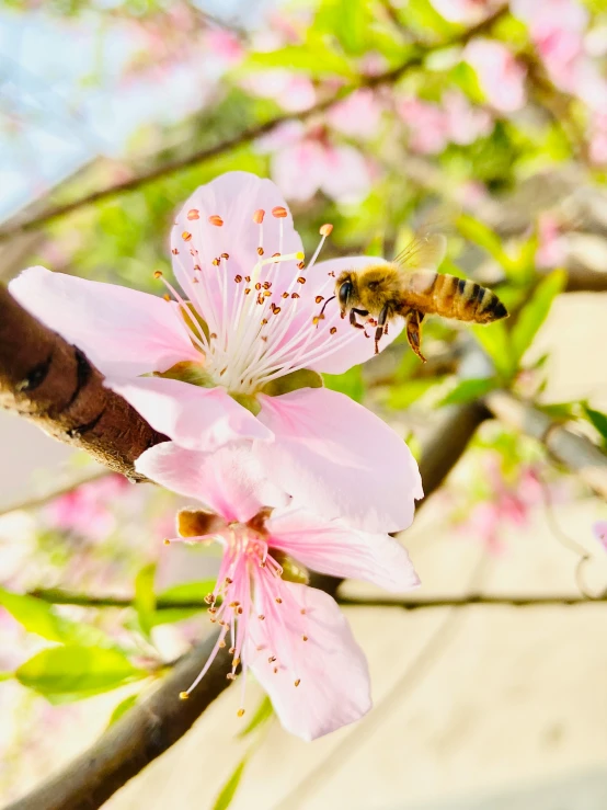 bee flying in between a flower and a tree