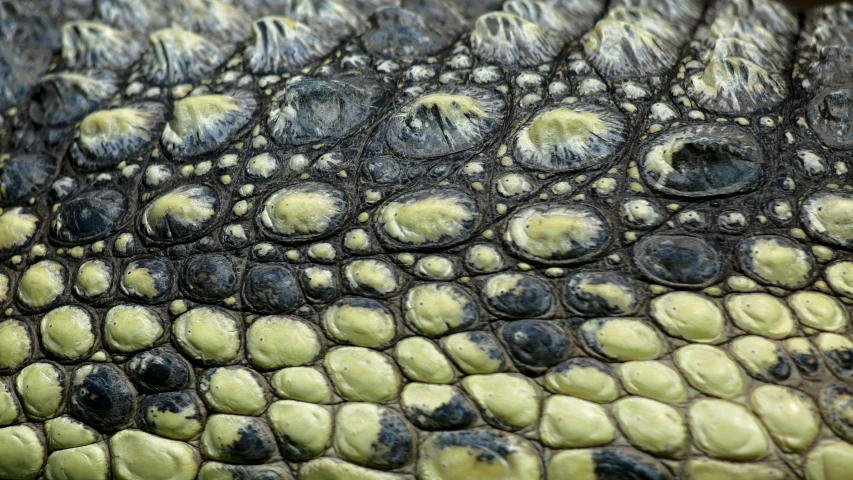 closeup s of an alligator skin with the green and black color