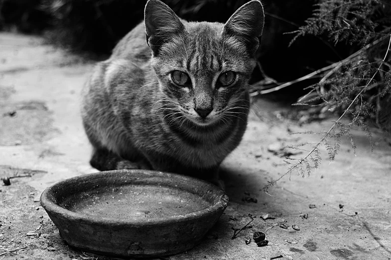 the grey cat is sitting by the food bowl