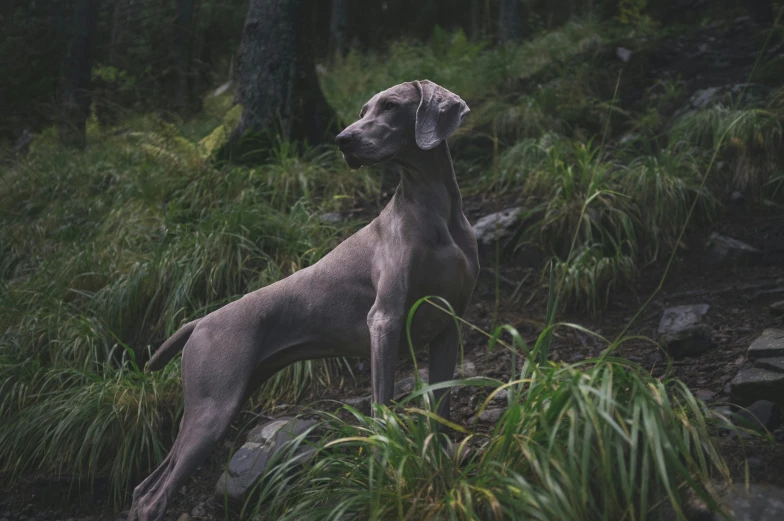 grey dog standing in tall grass by itself