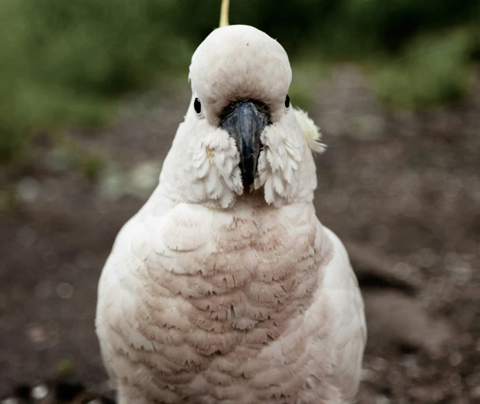 a close up view of a white parrot with feathers