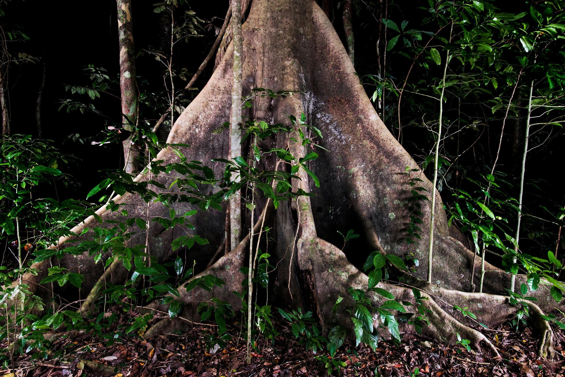 a tree with many limbs in the middle of the forest