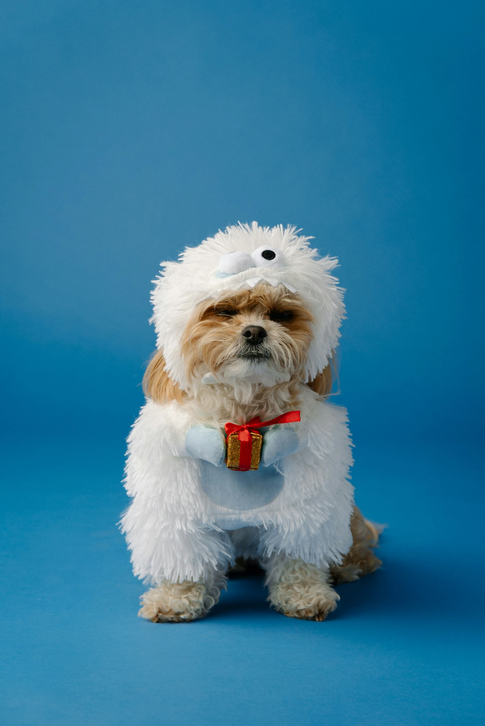 small dog dressed as chewby in front of a blue background