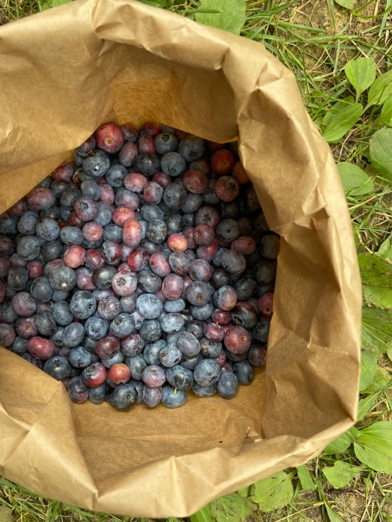 blueberries have purple blooms in the bark of a tree