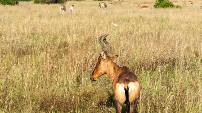 an antelope walks through tall grass while other animals graze in the background