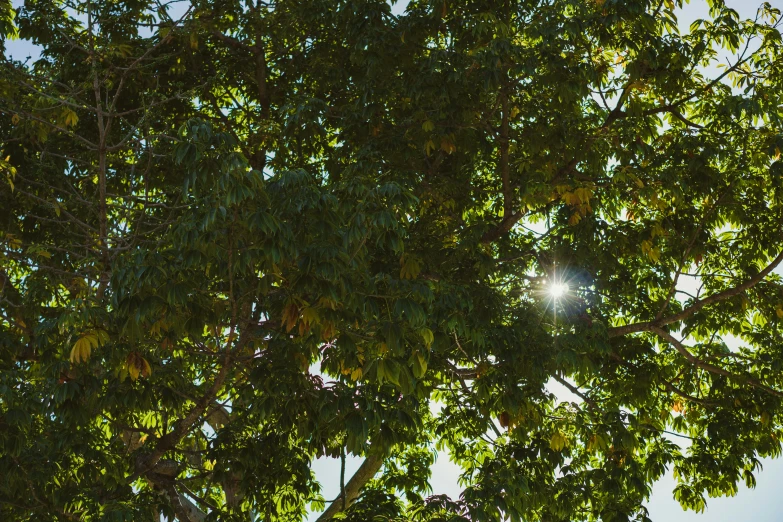 the view from underneath of a large tree