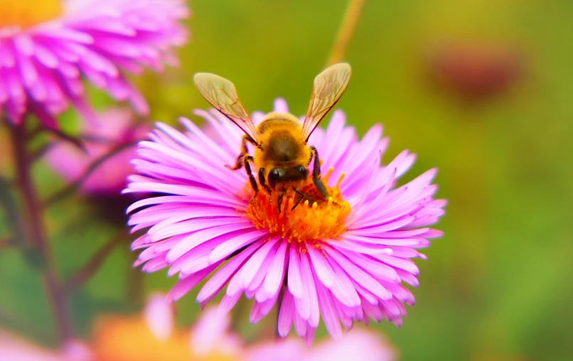 there is a bee sitting on the purple flower