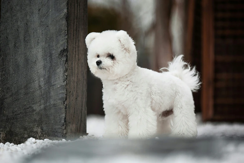 a small dog is standing near a post