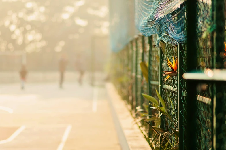 a fenced off area with flowers near by