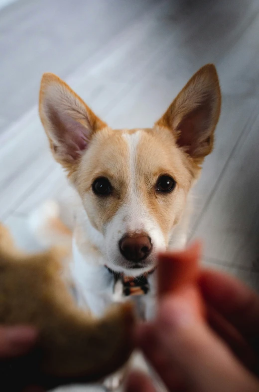 a dog looking up at the camera and a persons hand